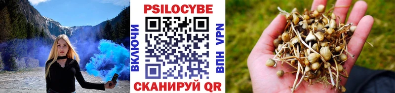 наркота Зеленоградск Псилоцибиновые грибы Cubensis